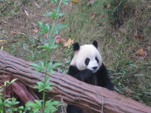 Giant Panda