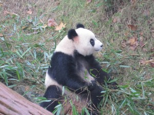 OK, back to eating bamboo