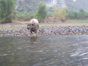 Water Buffalos