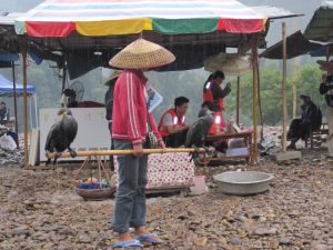 Cormorants