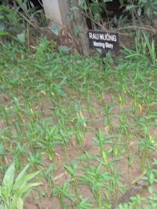 In the Vegetable Garden