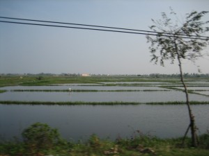 Typical Rice Paddies