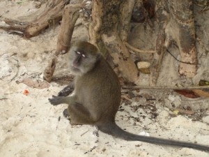 Long Tail Monkeys