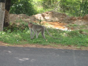 Monkeys On The Road