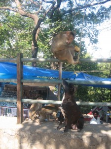 Monkey Eating Corn On Elephanta Island