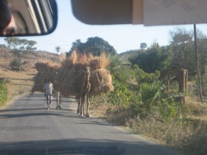 Camel Convoy