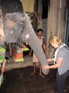 Feeding Money To Elephant