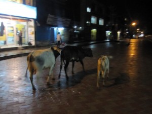 Holy Cows On The Street
