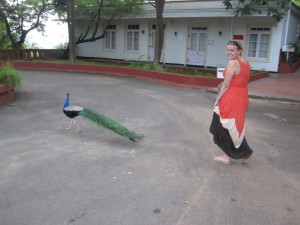 Peacock At The Hotel