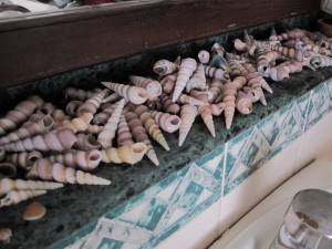 Shell Collection #2