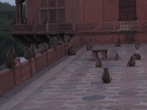 Monkeys At Taj