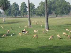 Wildlife At Akbar Tomb