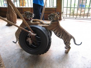 Get Off My Tires!