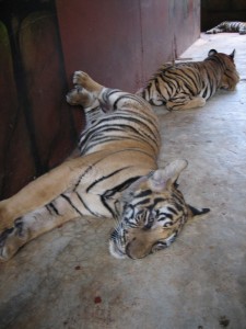 Nap Time