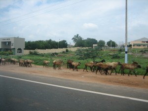 Goats On The Road
