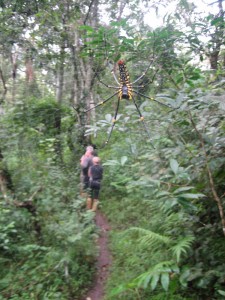 Nature Walk