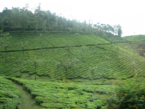 Tea Plantations