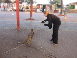 Feeding Chips To Monkeys