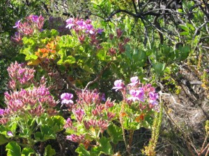 Flowers At Table Mountain