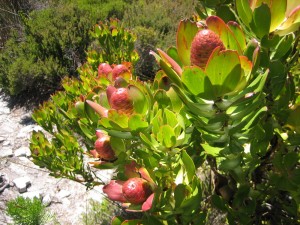 King Protea - South Africa's National Flower