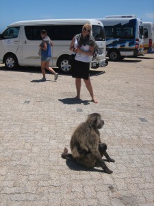 Baboon Mom Looking For Food