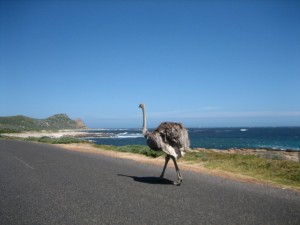 Ostrich Walk