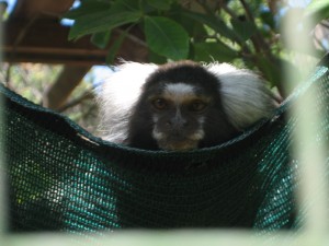 Enjoying His Hammock