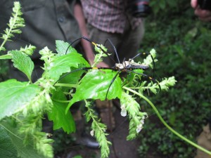 More Spiders In The Jungle