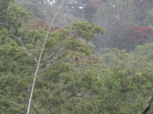 Toucan Couple