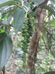 Pepper Corns