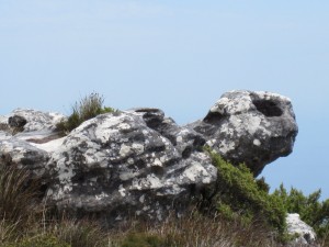 Turtle Rock