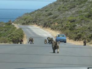 Baboon Family