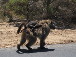 Going For A Ride