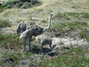 Ostrich Mom 