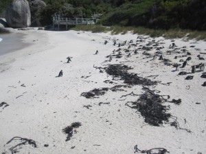Bolder Beach Penguin Colony