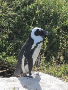 Tuxedo