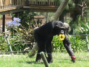 Chimpanzee