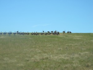 Ostrich Farmland