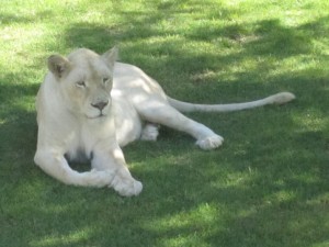 White Lion