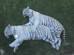 White Tigers 