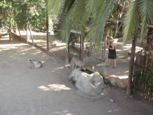 Getting Ready For Cheetah Encounter