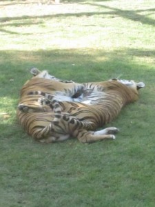 Tiger Love