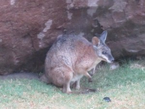 Kangaroos