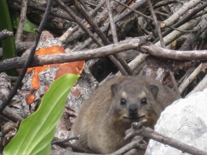 Dassie