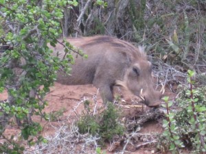 Warthog