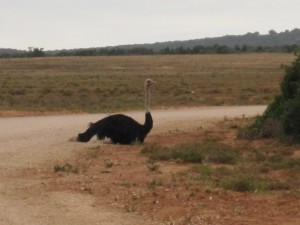 Ostrich On The Road