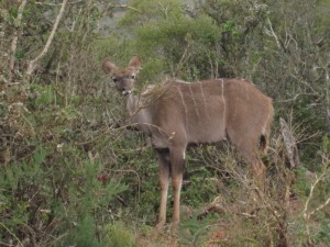 Female Kudu