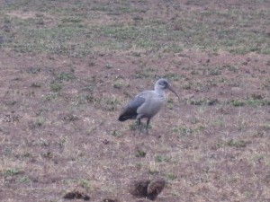 Bird With Long Beak