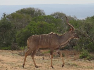 Male Kudu