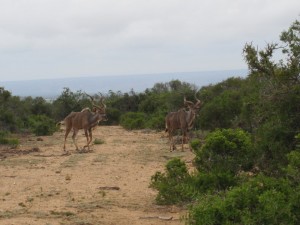 More Kudus In The Wild
